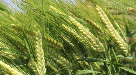 Barley