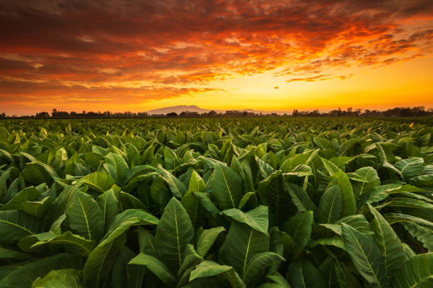Tobacco