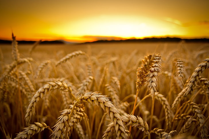 Wheat