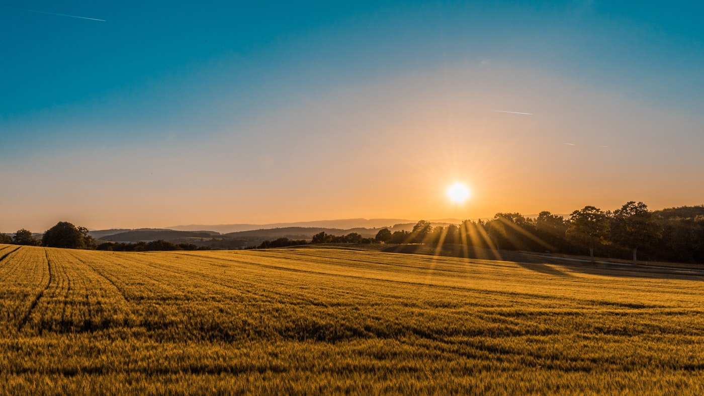 Wheat