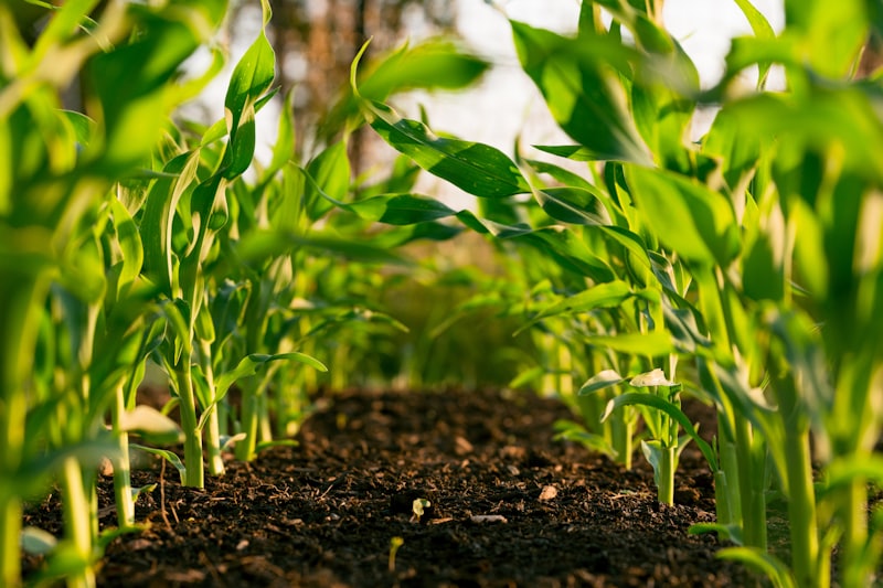 Maize